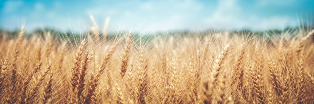 Wheat1