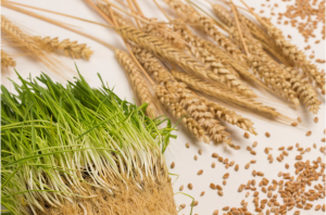 micro grains 2