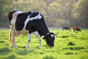 Cattle