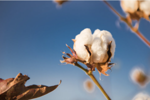 cotton